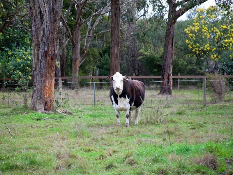 31 Boes Rd, Tyabb VIC 3913