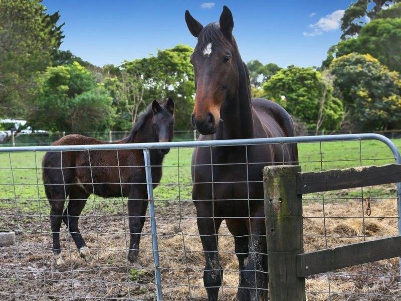 91 Bittern-Dromana Rd, Balnarring VIC 3926