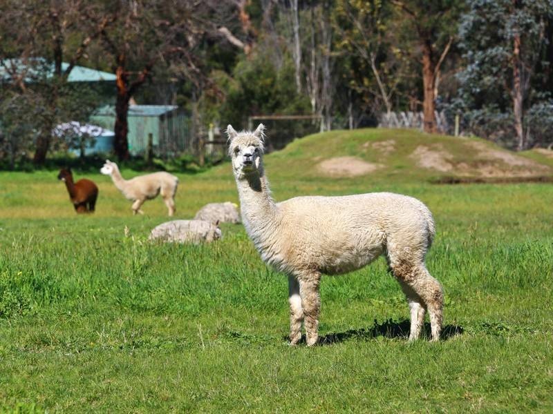 239 Myers Rd, Balnarring VIC 3926