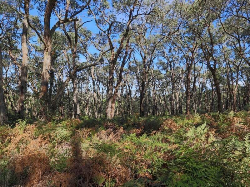 81 Thompsons Lane, Merricks VIC 3916