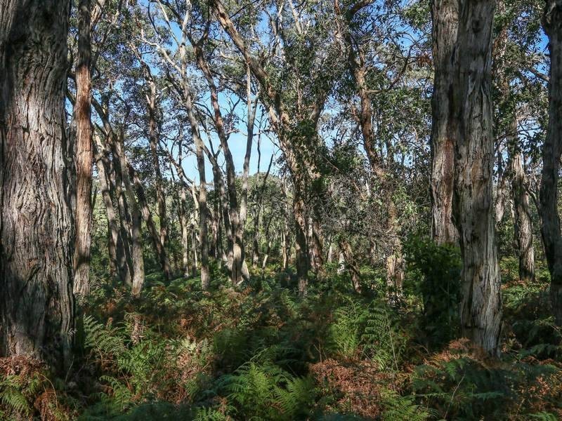 81 Thompsons Lane, Merricks VIC 3916