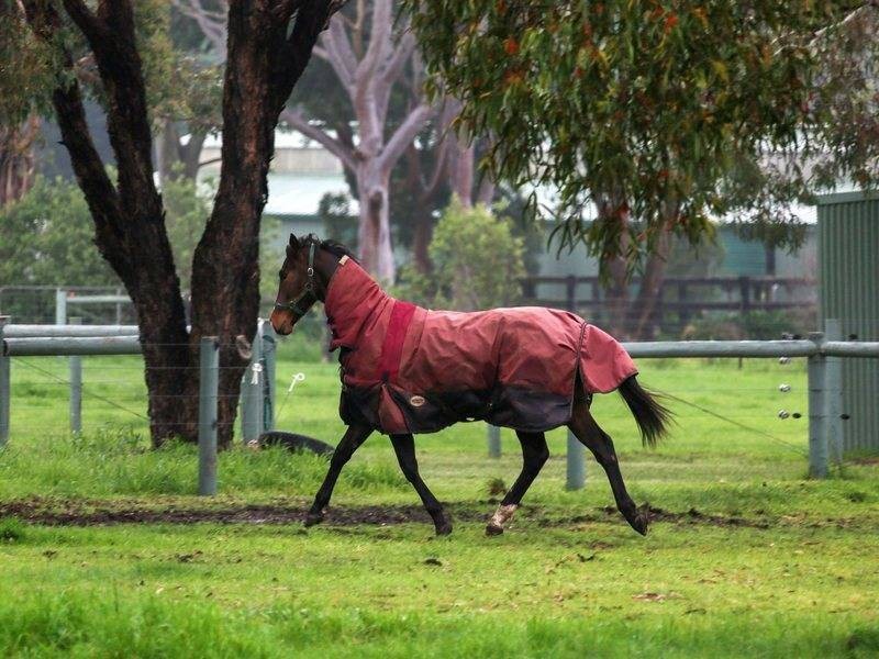1204 Stumpy Gully Road, Moorooduc VIC 3933