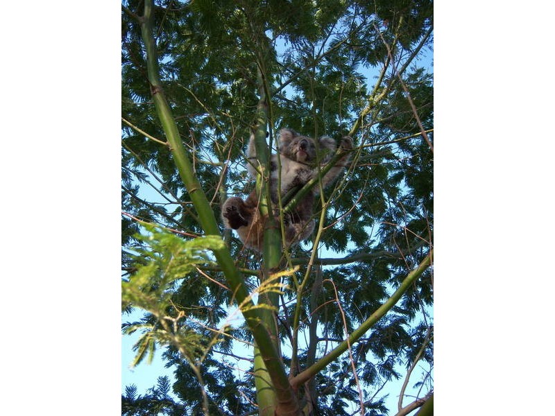 2 Barretts Road, Balnarring Beach VIC 3926