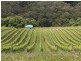 111 Tucks Road, Main Ridge VIC 3928