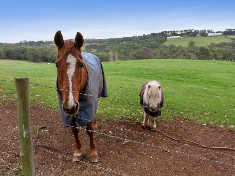 68 Shoreham Rd, Red Hill VIC 3937