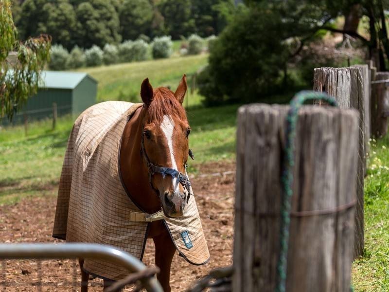 21 Beaulieu Road, Red Hill VIC 3937