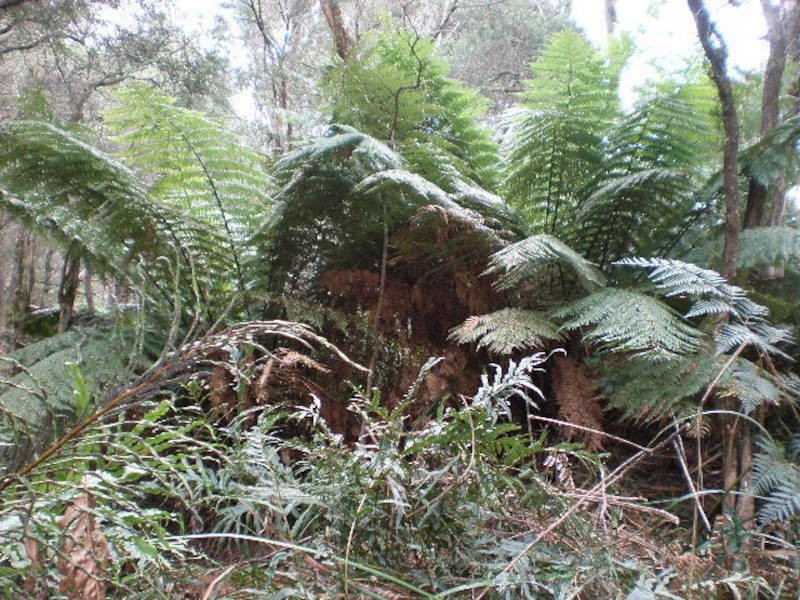 13 Tubbarubba Road, Merricks North VIC 3926