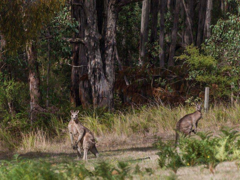 13 Tubbarubba Road, Merricks North VIC 3926