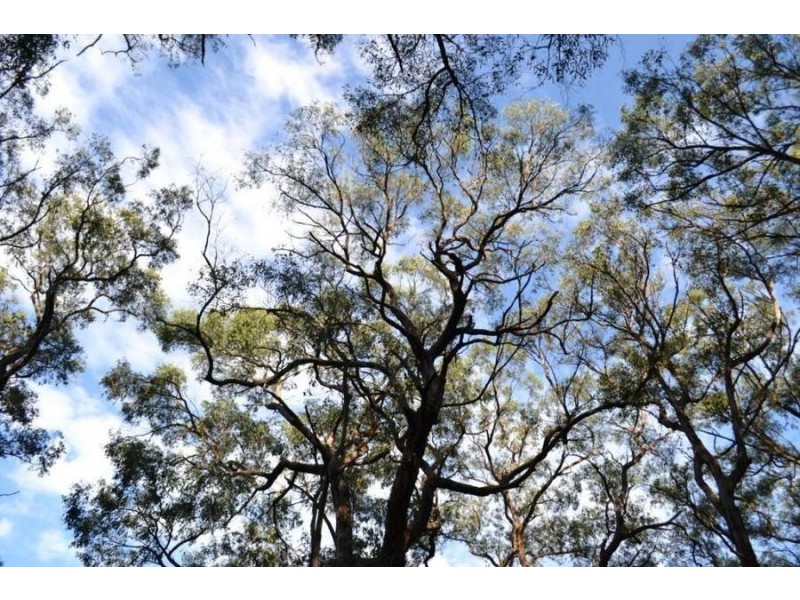 1 Pine Avenue, Red Hill VIC 3937