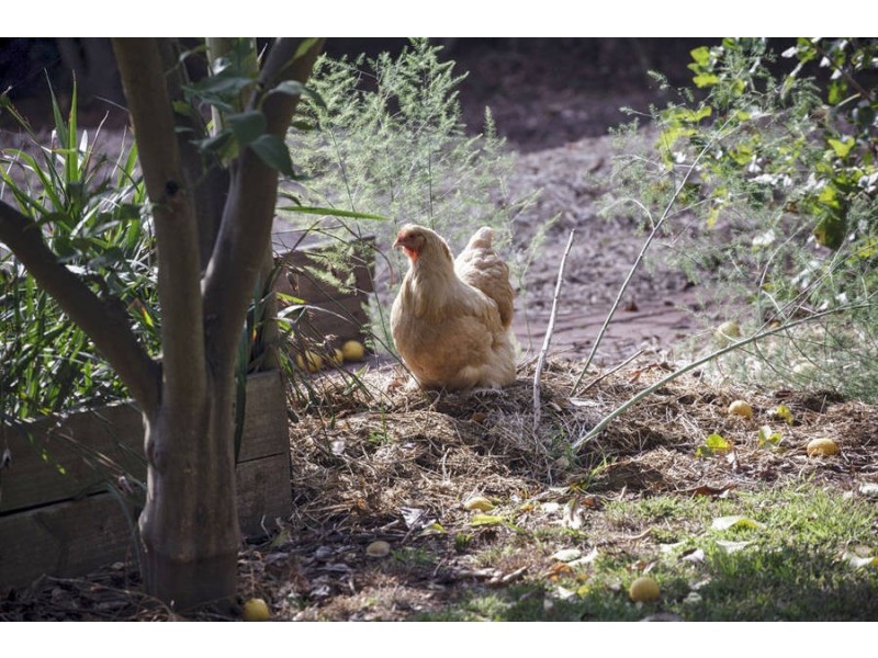 4100 Frankston Flinders Road, Shoreham VIC 3916