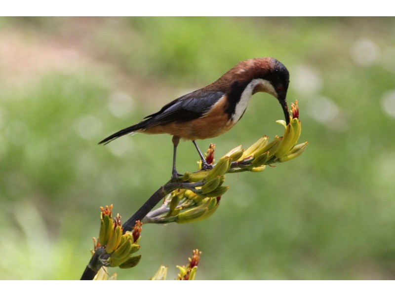 13 Marma Avenue, Red Hill VIC 3937