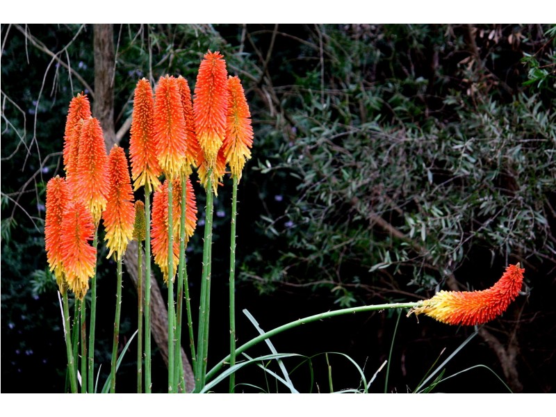 13 Marma Avenue, Red Hill VIC 3937