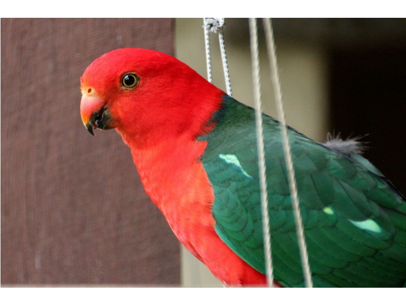 13 Marma Avenue, Red Hill VIC 3937