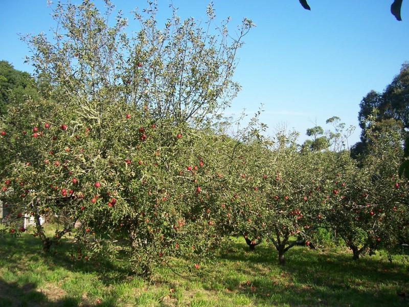 381 Arthurs Seat Rd, Red Hill VIC 3937