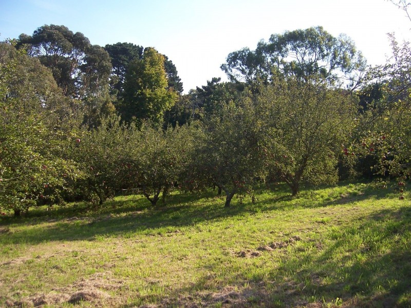 381 Arthurs Seat Rd, Red Hill VIC 3937