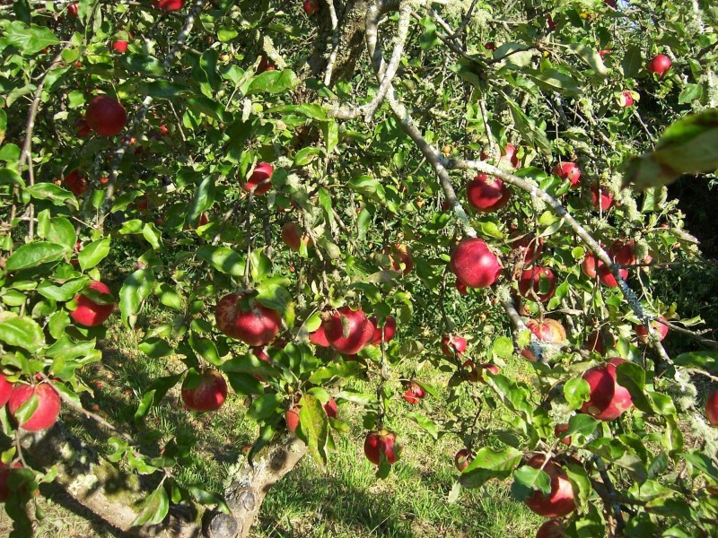 381 Arthurs Seat Rd, Red Hill VIC 3937