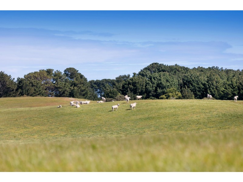 65 Long Point Road, Cape Schanck VIC 3939