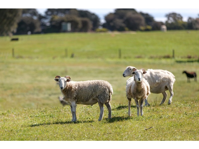 65 Long Point Road, Cape Schanck VIC 3939