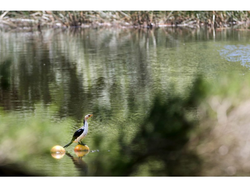 82 Shoreham Road, Red Hill VIC 3937