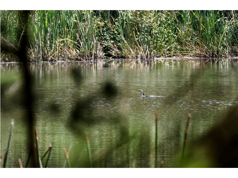 82 Shoreham Road, Red Hill VIC 3937