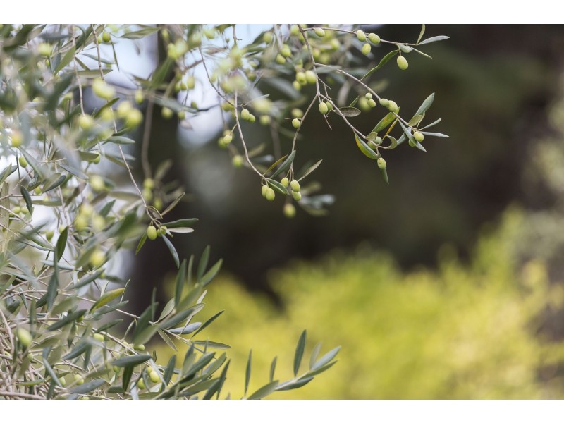 3015 Frankston Flinders Rd, Balnarring VIC 3926