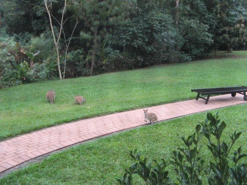 19 Stream Avenue, Kewarra Beach QLD 4879