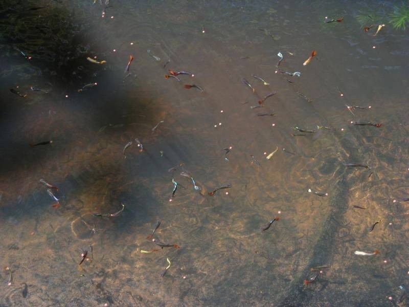 19 Stream Avenue, Kewarra Beach QLD 4879