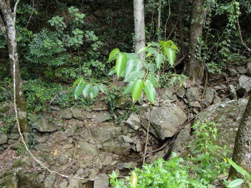 8 Julian Close, Mooroobool QLD 4870