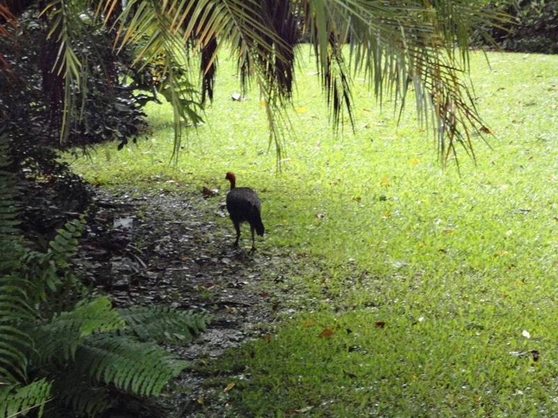 15/132 Stoney Creek Rd, Kamerunga QLD 4870