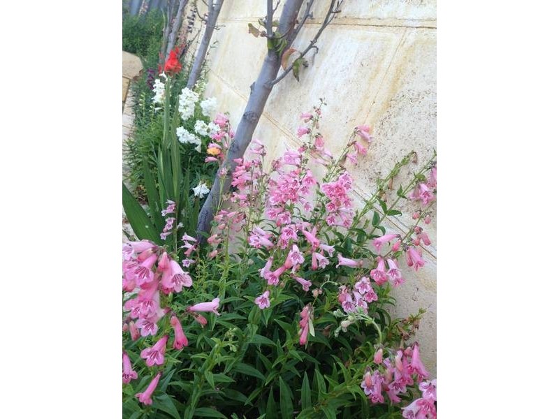 87A Cleopatra Street, Palmyra WA 6157