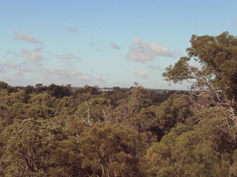 11  Treetop Way, Baldivis WA 6171