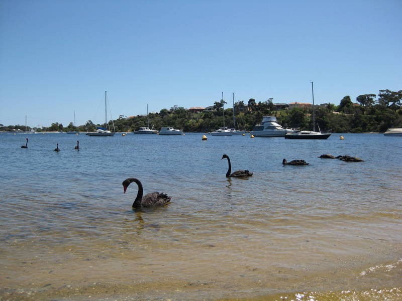 Bicton WA 6157