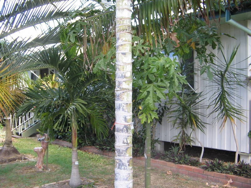 Maryborough QLD 4650