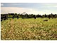 Mardi NSW 2259