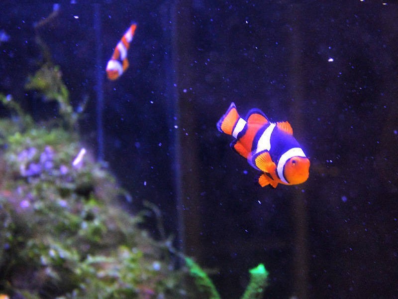 4 Carboor Street, Tootgarook VIC 3941