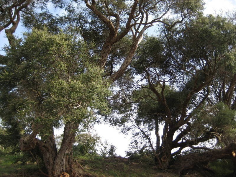 14 Turnberry Grove, Fingal VIC 3939