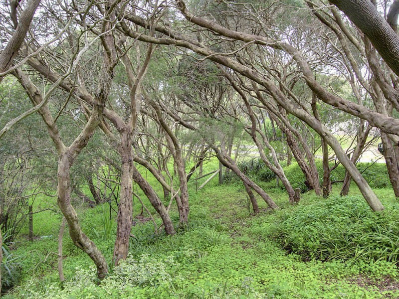 16 Beryl Court, Rye VIC 3941