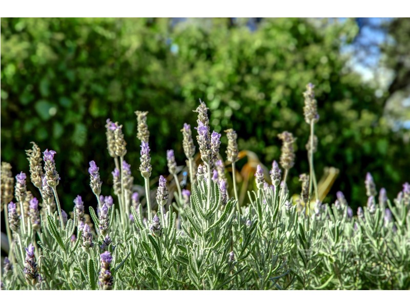 1 Dana Avenue, Blairgowrie VIC 3942