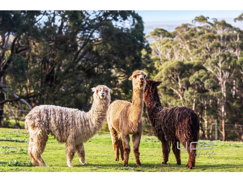 336 Arthurs Seat Road, Red Hill VIC 3937