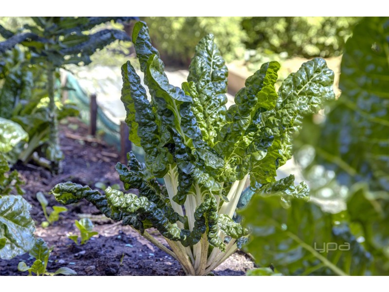 4 Yera Crescent, Rye VIC 3941