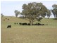 “Mundawora Cudal Road, Cudal NSW 2864