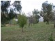 “Mundawora Cudal Road, Cudal NSW 2864