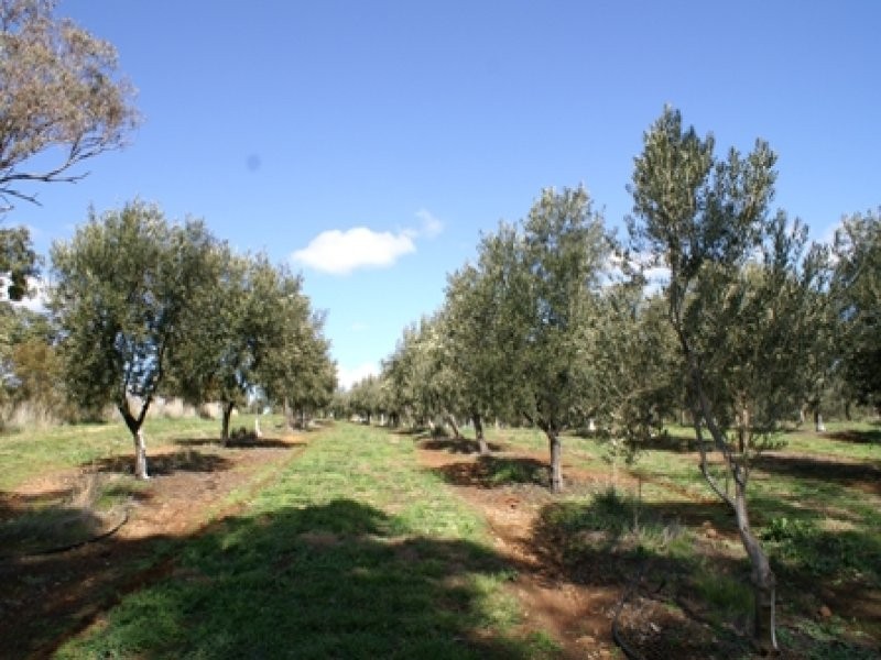 Kurrafalls Bowan Park Road, Orange NSW 2800