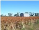 Blacksoil 1270 Mann Silo Rd, Pittsworth QLD 4356