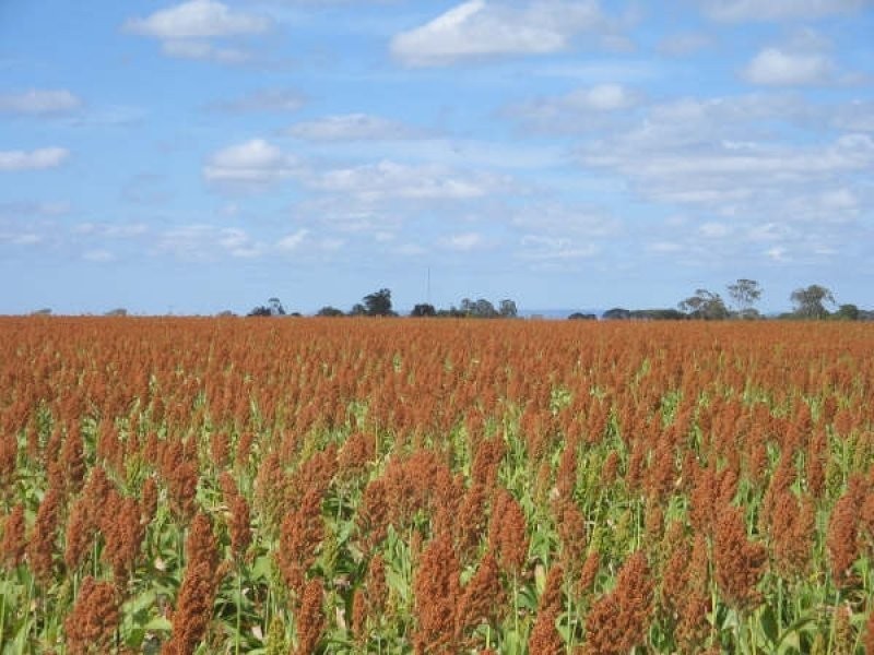 0 Mann Silo Road, Brookstead QLD 4364