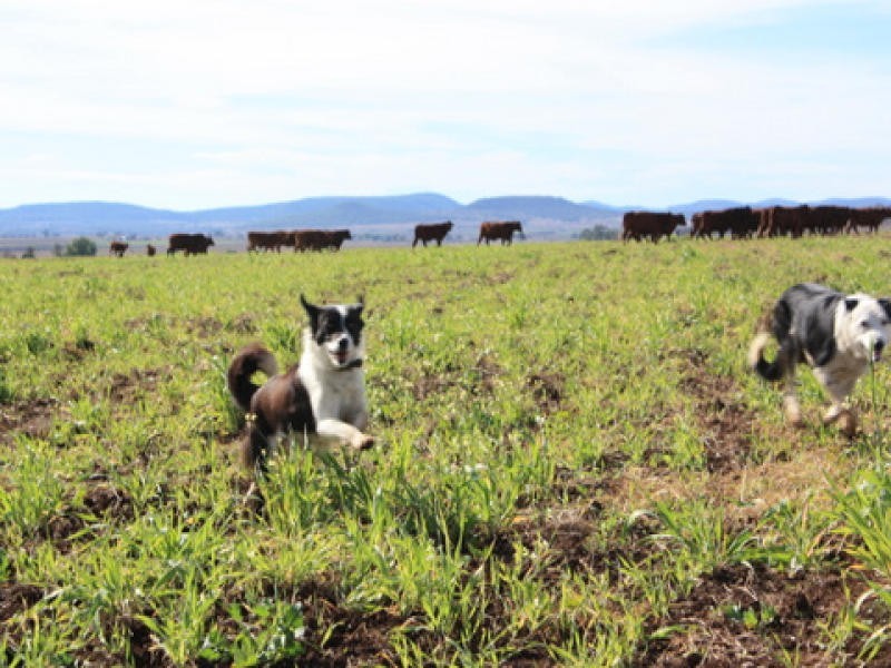 0 Old Elphinstone Road, Clifton QLD 4361