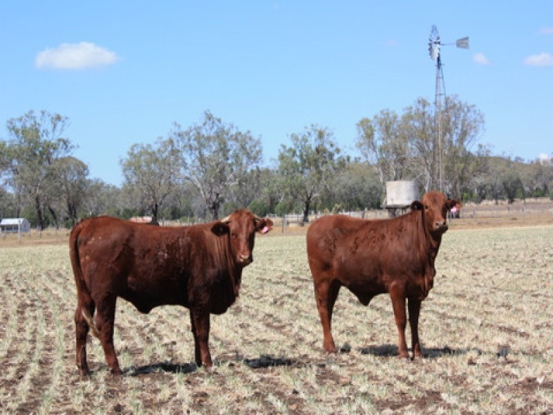 29 Boora Mugga Road, Pittsworth QLD 4356