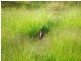 Lot 27 Wintergreen Way, Peachester QLD 4519