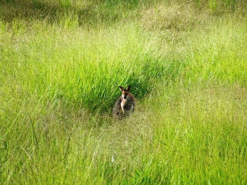 Lot 27 Wintergreen Way, Peachester QLD 4519