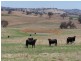 0 Rosehill Road, Cootamundra NSW 2590